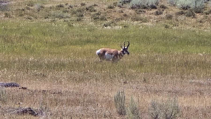 עמק לאמאר, ילוסטון